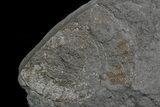 Dactylioceras Ammonite & Belemnite - Posidonia Shale #69555-3